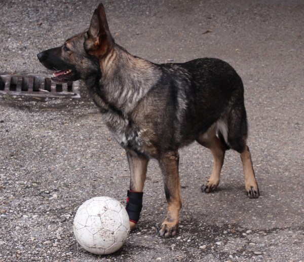 7501 TSM vet-Pro Hund Bandage für das Vorderbein